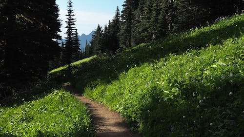 Unpaved Pathway Surrounded by Grass Field