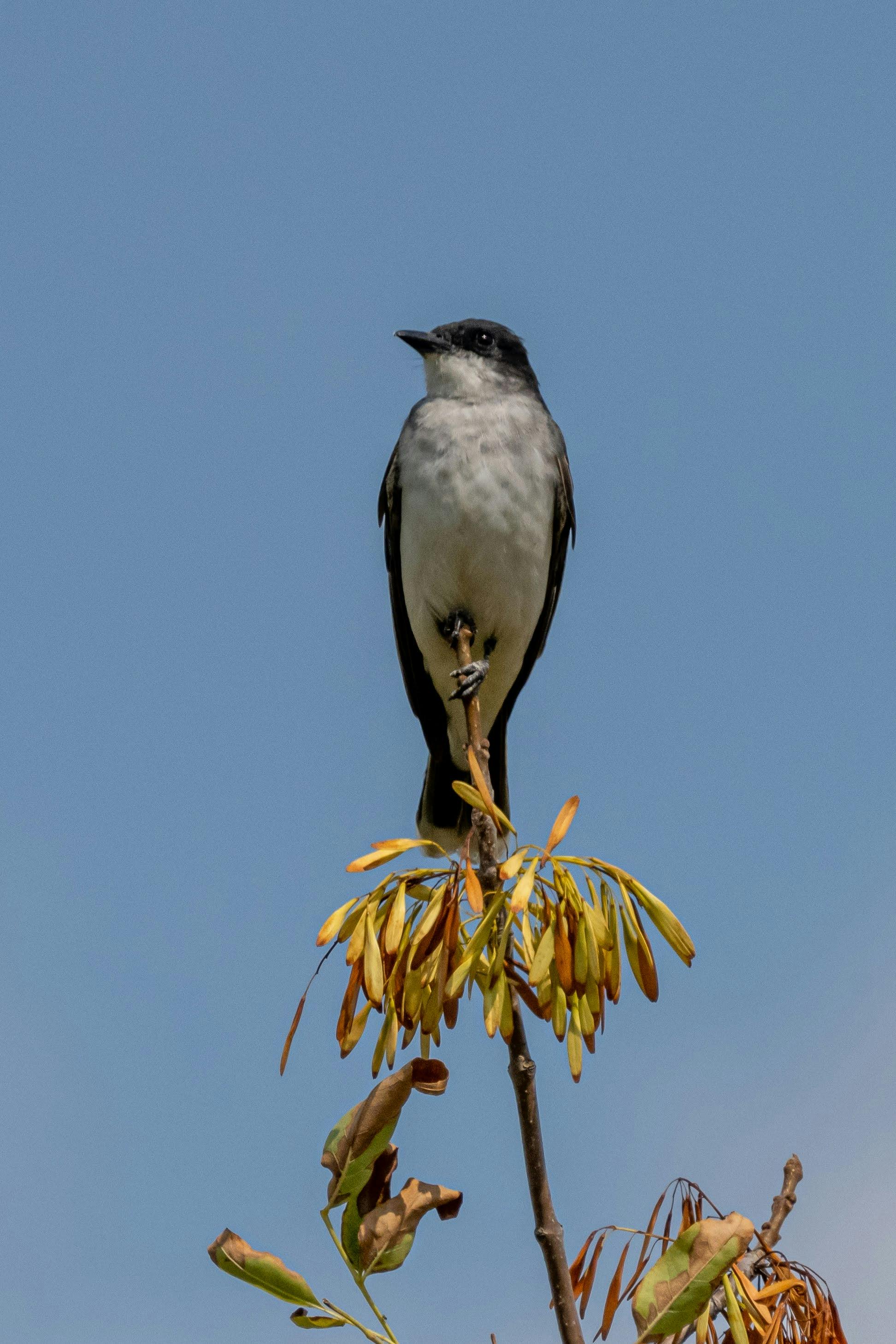 eastern kingbird on branch