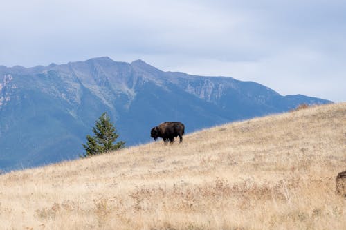 Imagine de stoc gratuită din bizon, câmp, fotografie cu animale sălbatice