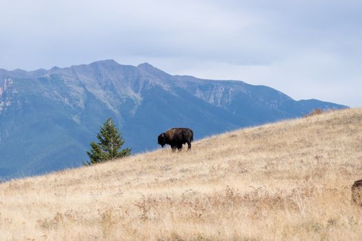 A solitary bison grazing on a gentle slope with mountains in the background, showcasing wild nature.