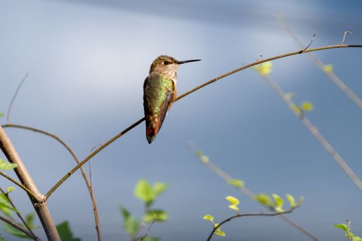 rufous hummingbird
