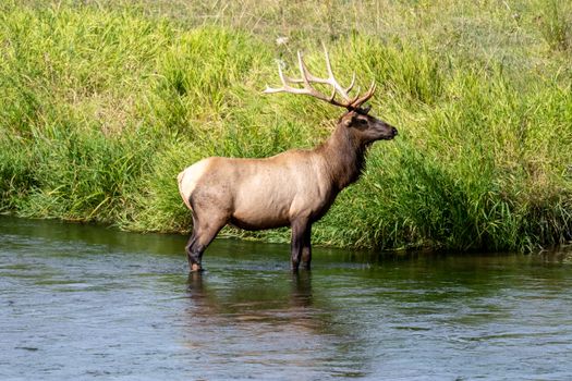 Elk in River, Flat head reservation, bison Range