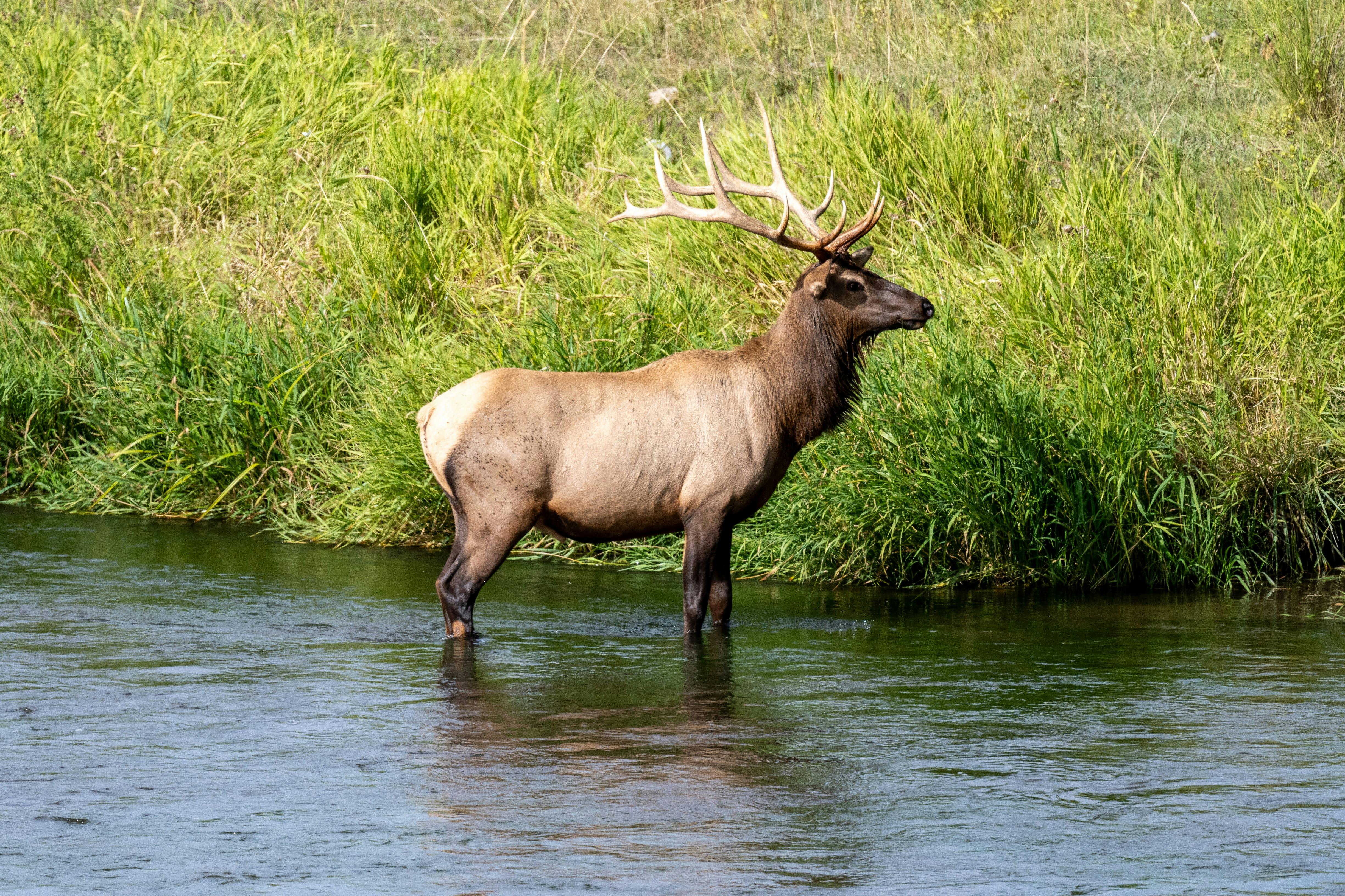 grátis Foto profissional grátis de adobe lightroom, alce, alce americano Foto profissional