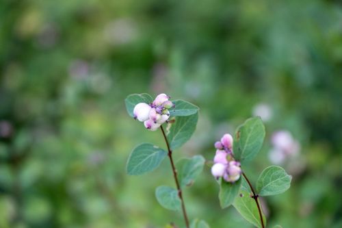 Free Snowberry Montana Owen Sowerwine Natural Area Stock Photo