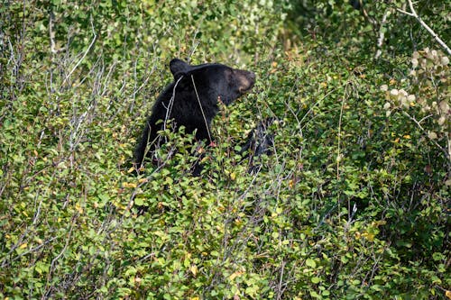 곰, 덤불, 동물 사진의 무료 스톡 사진