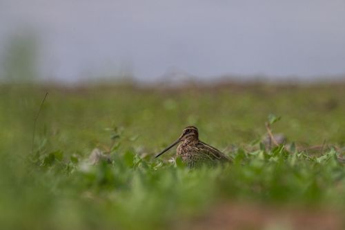 Free Wilson Snipe Stock Photo