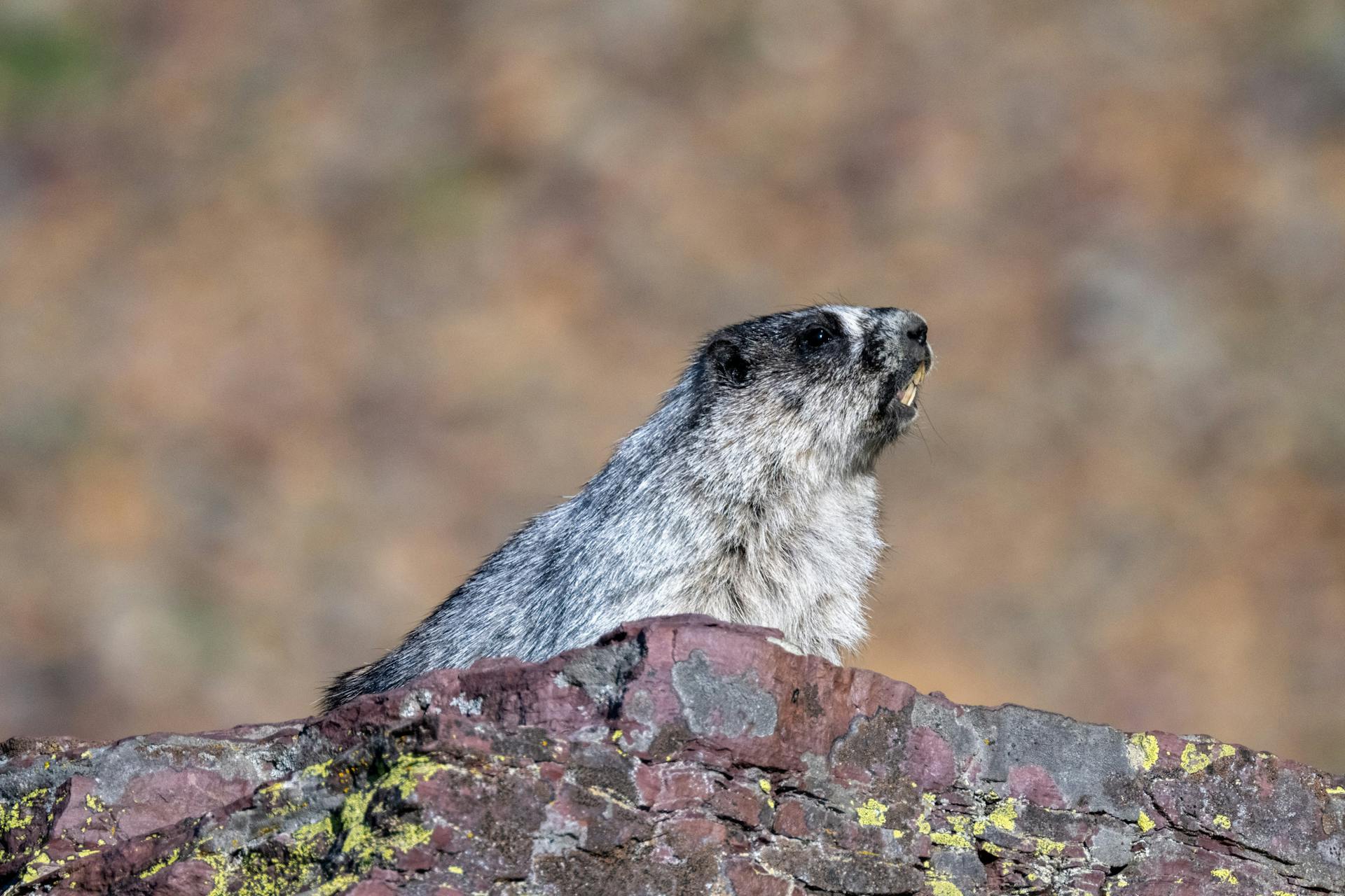 Alaska Marmot on Rock