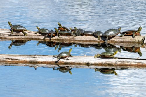 Free Group of turtles sunbathing on logs in a peaceful lake reflecting the blue sky. Stock Photo