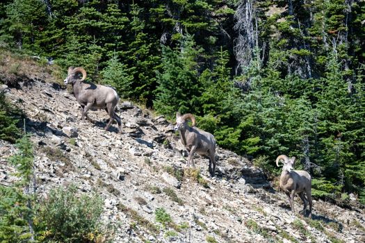 Three bighorn sheep navigate a rocky slope in a dense forest setting.