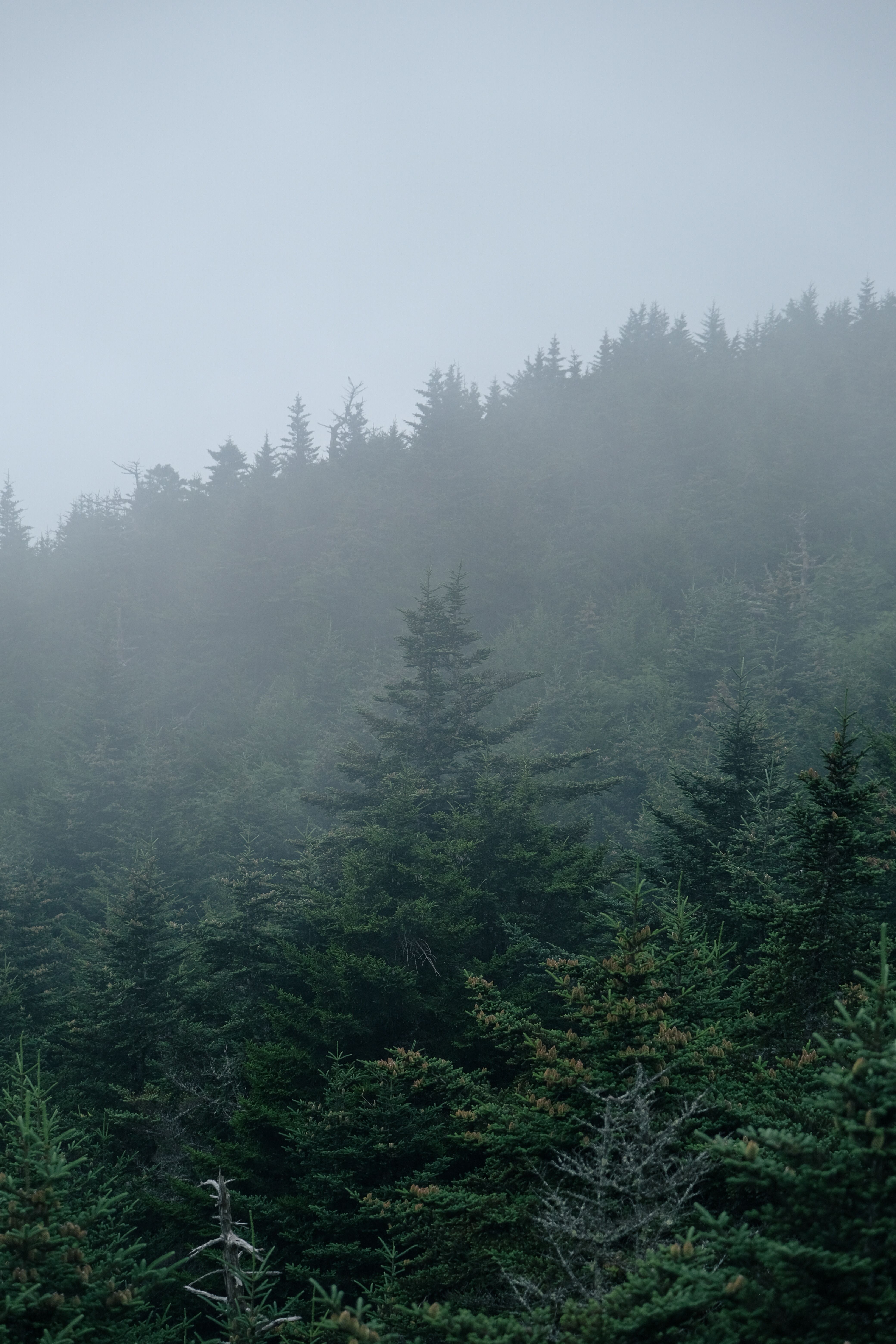 Mountain Covered with Conifer Trees in Dense Fog · Free Stock Photo