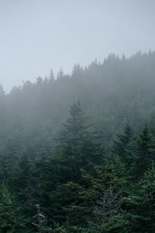 Free A serene misty forest landscape featuring dense conifer trees in Grandfather, North Carolina. Stock Photo
