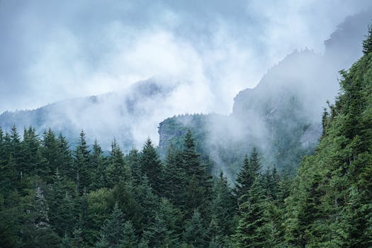 Serene misty mountain view with evergreen forest in Grandfather, North Carolina, USA.