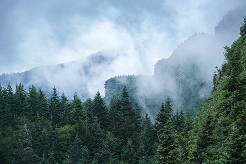 Free Serene misty mountain view with evergreen forest in Grandfather, North Carolina, USA. Stock Photo