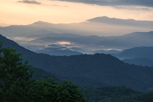 Forest on Hills at Sunset