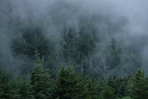 Fog over Forested Hill