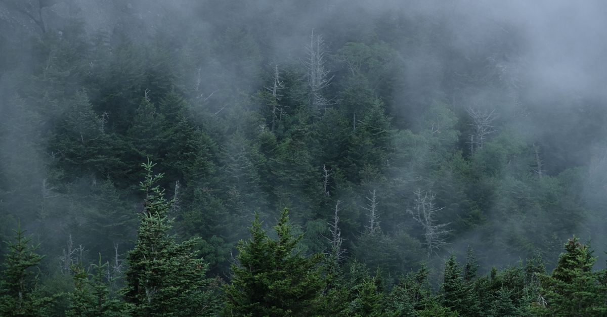 Serene fog covering evergreen trees on a misty mountain in Grandfather, NC.