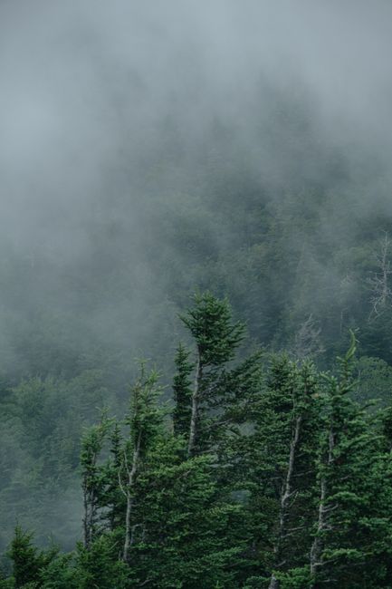 Serene misty forest landscape in Grandfather, NC with lush greenery and fog