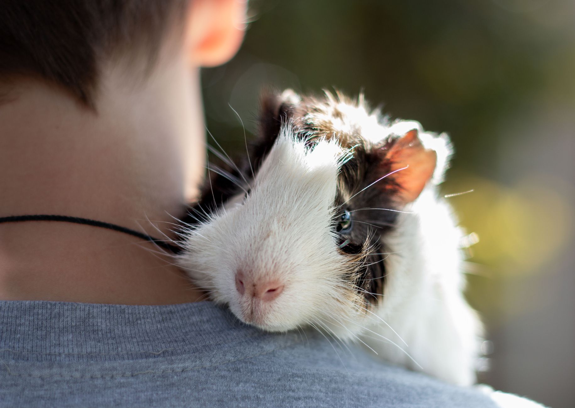 Healthcare and wellness consultation for a ferret