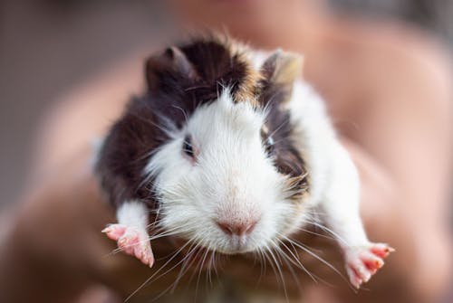 Kostenloses Stock Foto zu flaumig, haustier, kopf