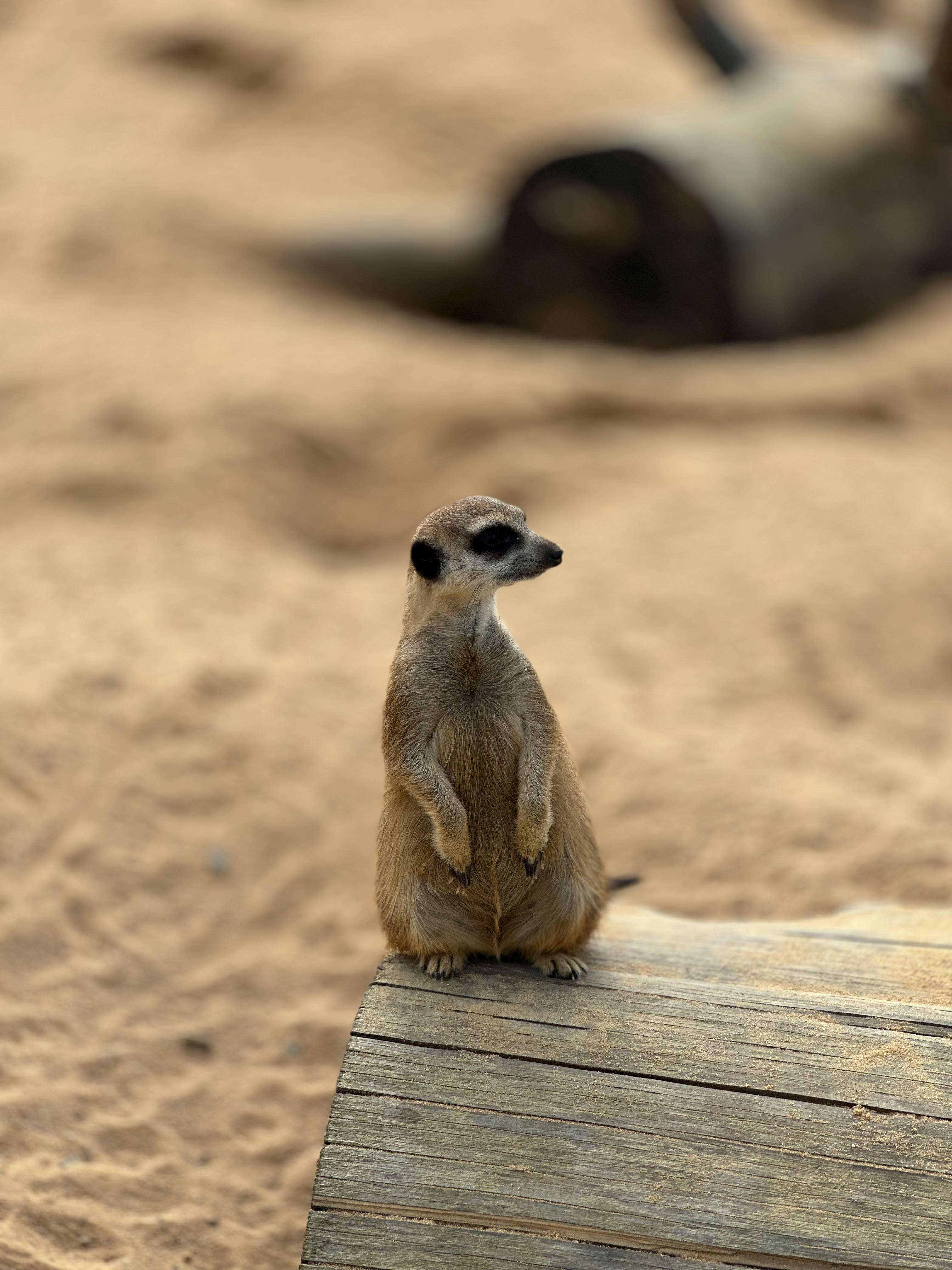 A meerkat (Suricata suricatta) standing on wood in a sandy zoo enclosure, Neukirchen, Germany.