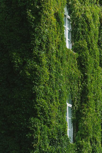 Stunning vertical shot of ivy-covered building walls in Grodno, Belarus with green foliage.