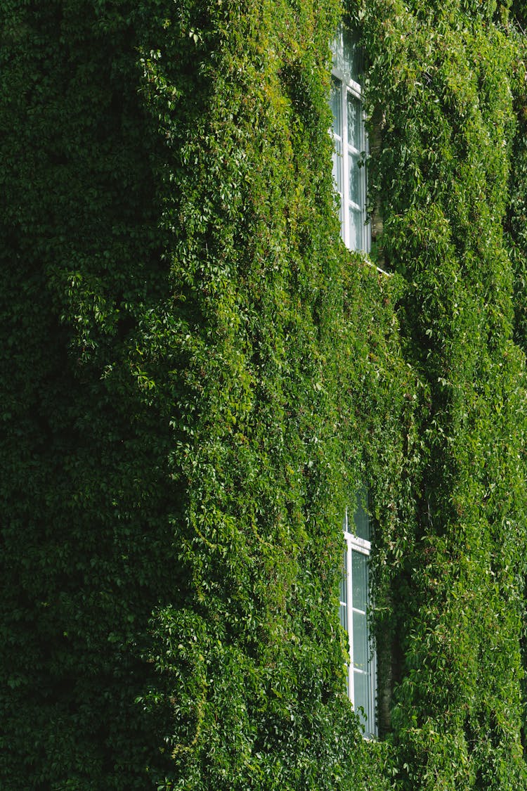 Green Ivy On Building Wall