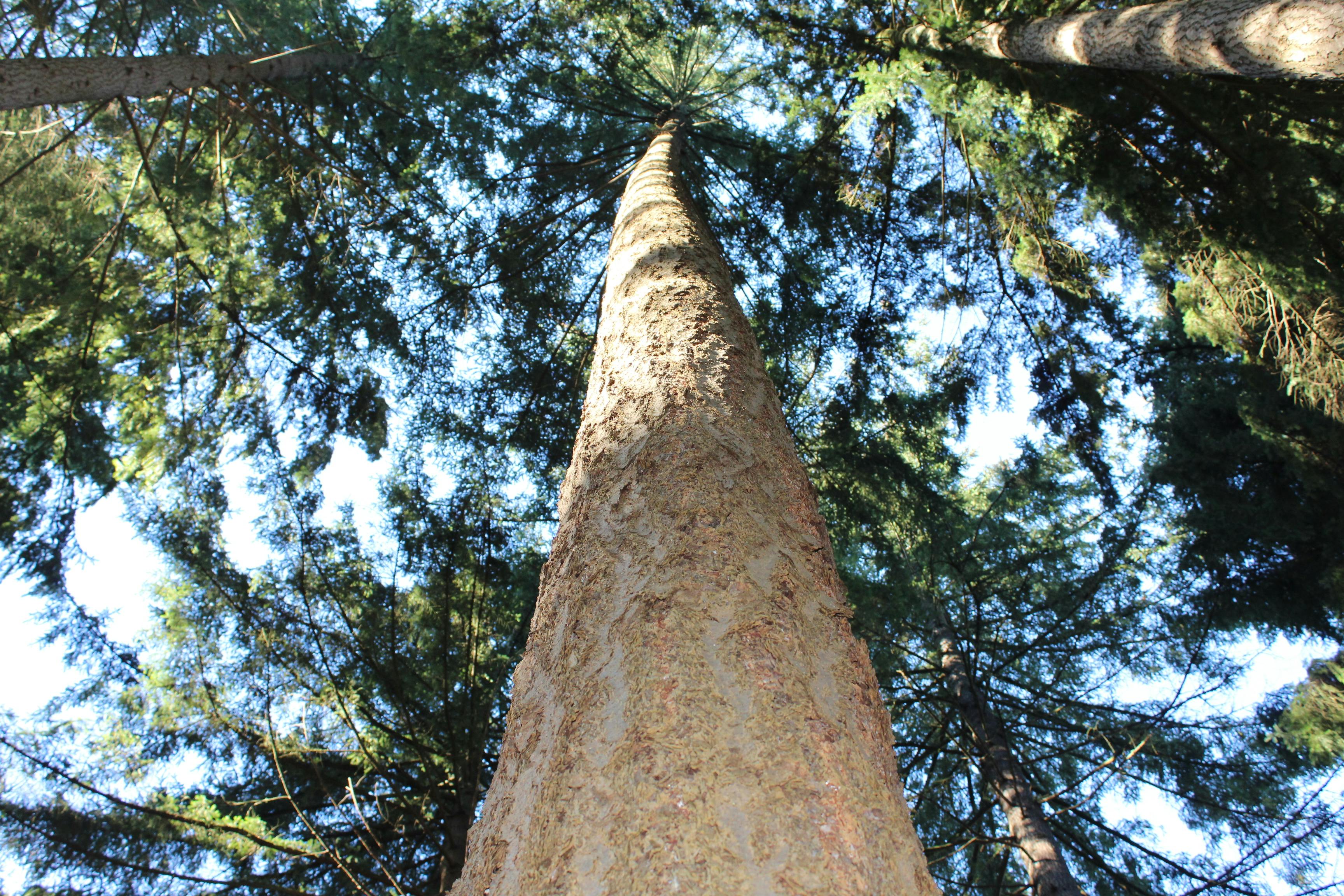 Free stock photo of looking up, trees