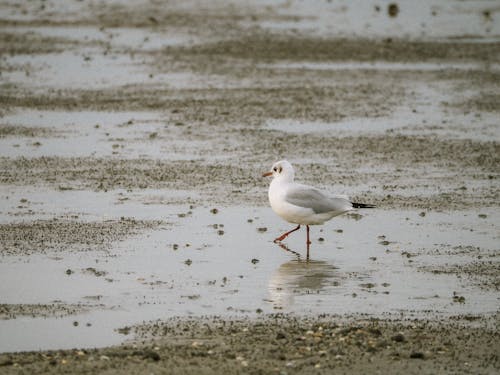 Kostenloses Stock Foto zu nahansicht, natur, pfütze