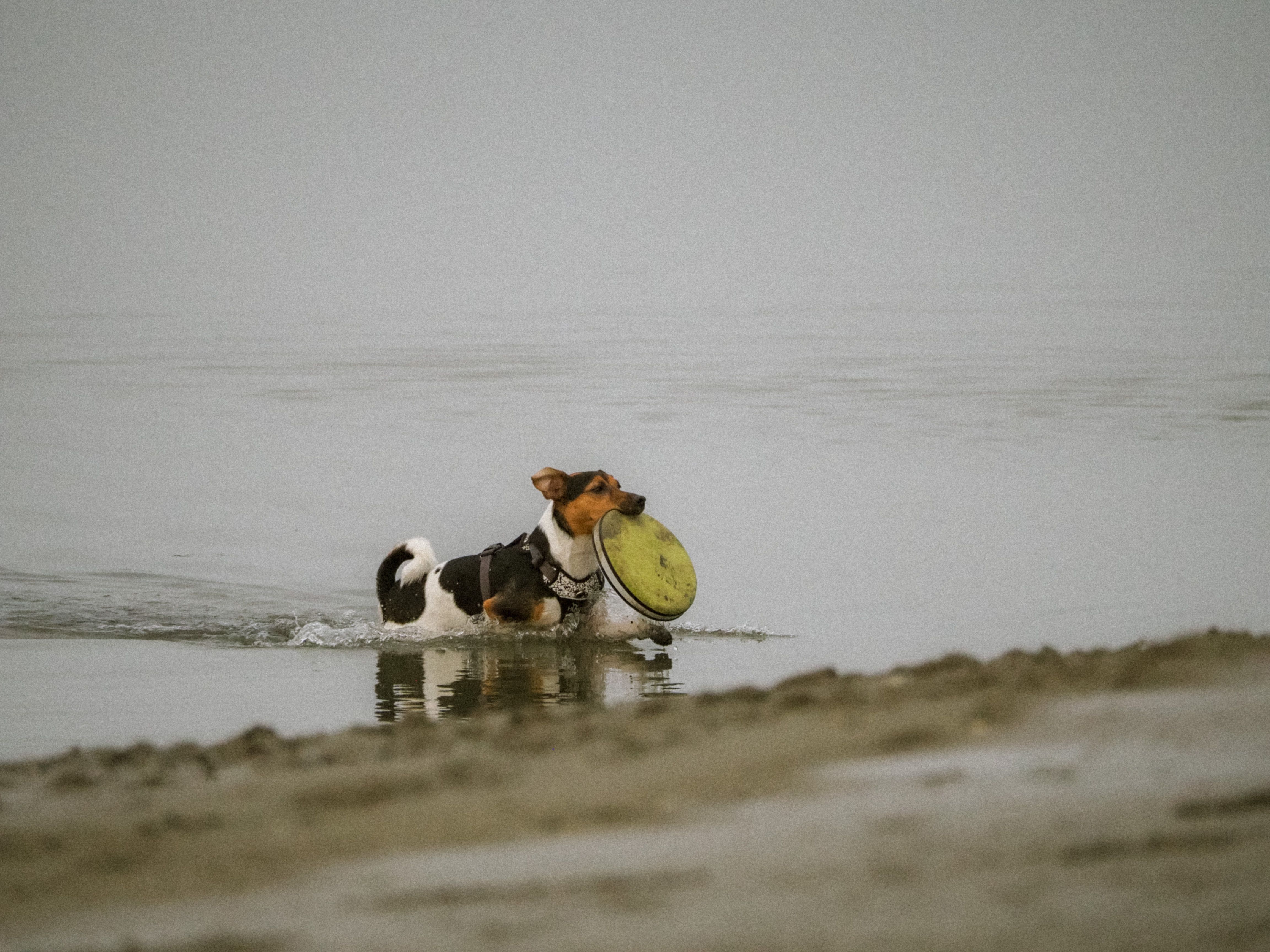 pickleball trends ultimate frisbee community — Photo by Coralie  Fritzenwanker on Pexels