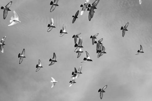 A dynamic black and white photograph of birds soaring in the sky, symbolizing freedom and motion.
