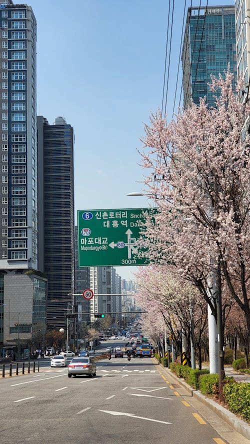 cherry blossom trees in seoul