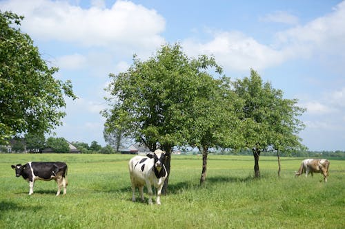 Imagine de stoc gratuită din agricultură, bovine, câmp