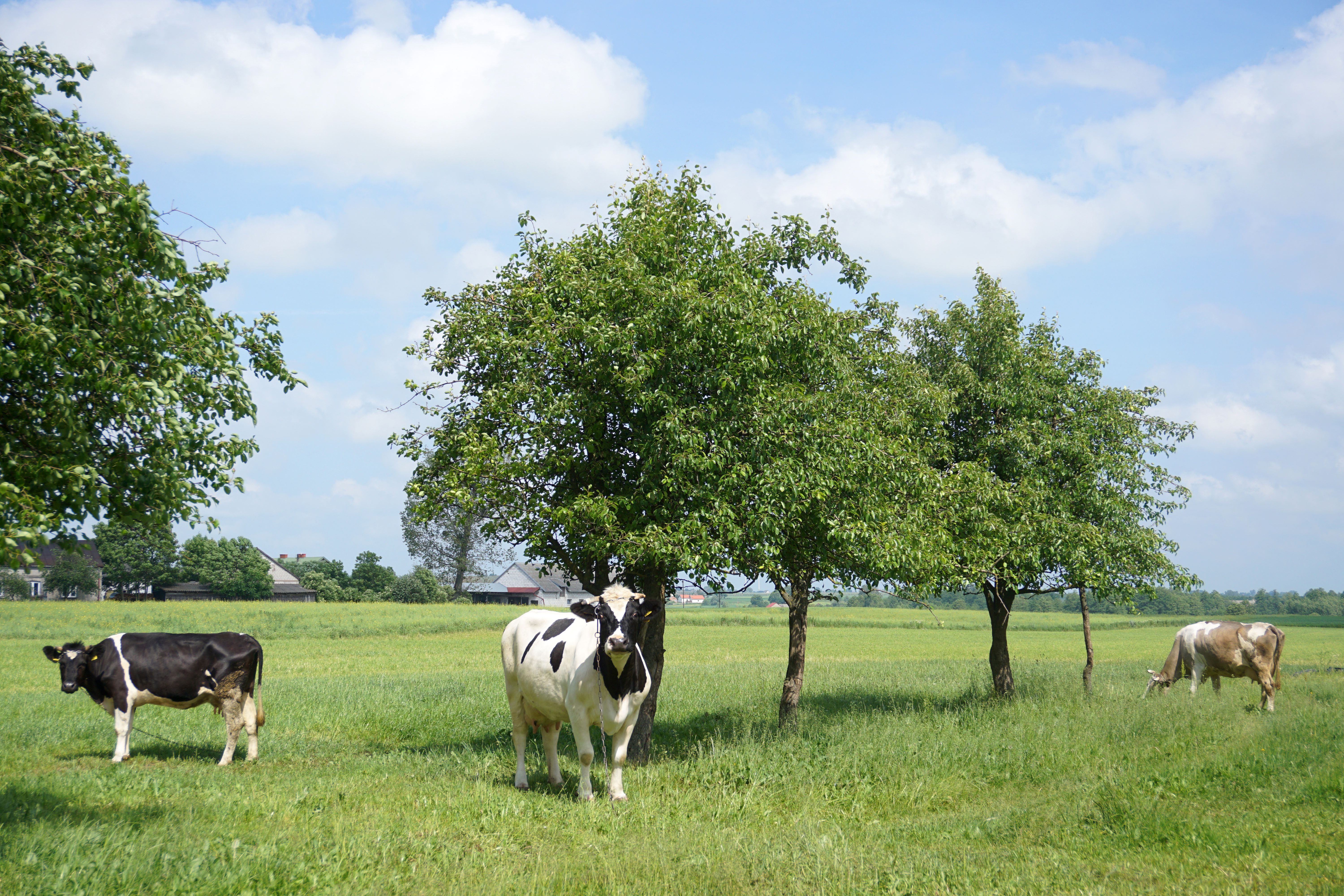 A group of cows standing in a field with trees · Free Stock Photo