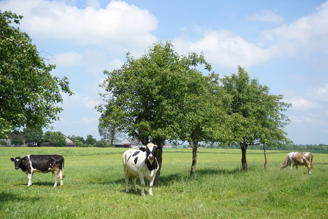 Using Trees With Cows A group of cows standing in a field with trees · Free Stock Photo