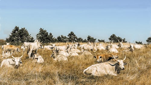 Δωρεάν στοκ φωτογραφιών με αγελάδα, αγέλη, άγρια φύση