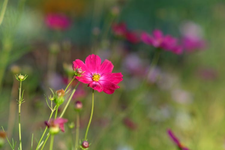 Delicate Pink Cosmos 