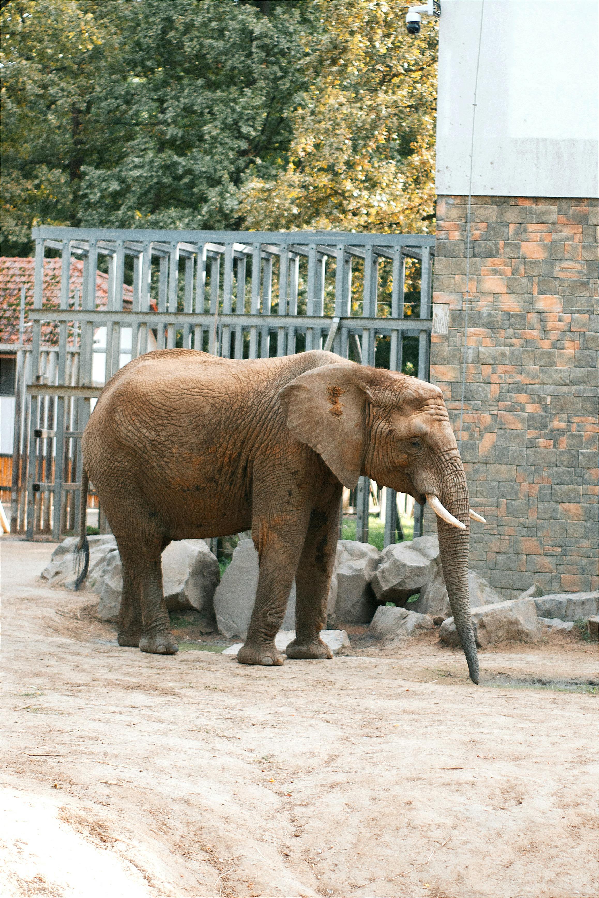 Baby Elephant Photos, Download The BEST Free Baby Elephant Stock Photos &  HD Images