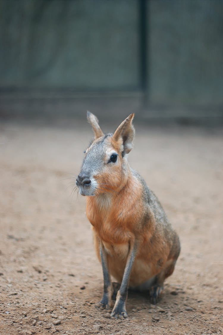 Close-up Of A Patagonian Mara