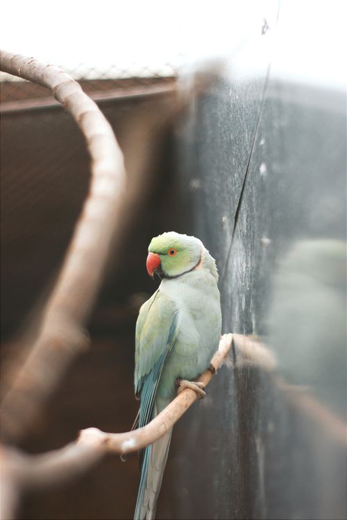 Free A vibrant green parakeet perched on a branch, captured in captivity with soft lighting and rich details. Stock Photo