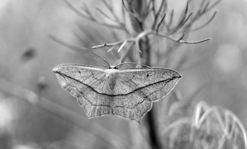 Moth on Plant