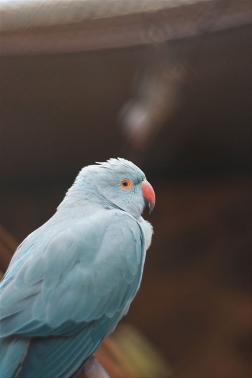 Close-up of a Parrot with Blue Feathers · Free Stock Photo
