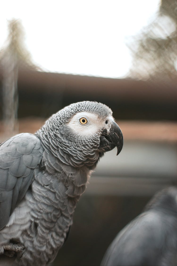 Close-up Of A Gray Parrot 