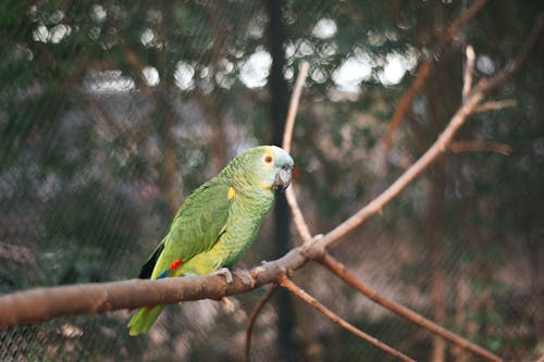 Blue Fronted Amazon Parrot in the Zoo Aviary