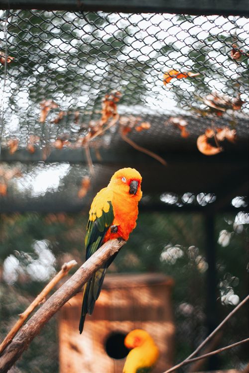 Free Close-up of vibrant Sun Conure parrots perching inside a cage at a zoo in Hungary. Stock Photo