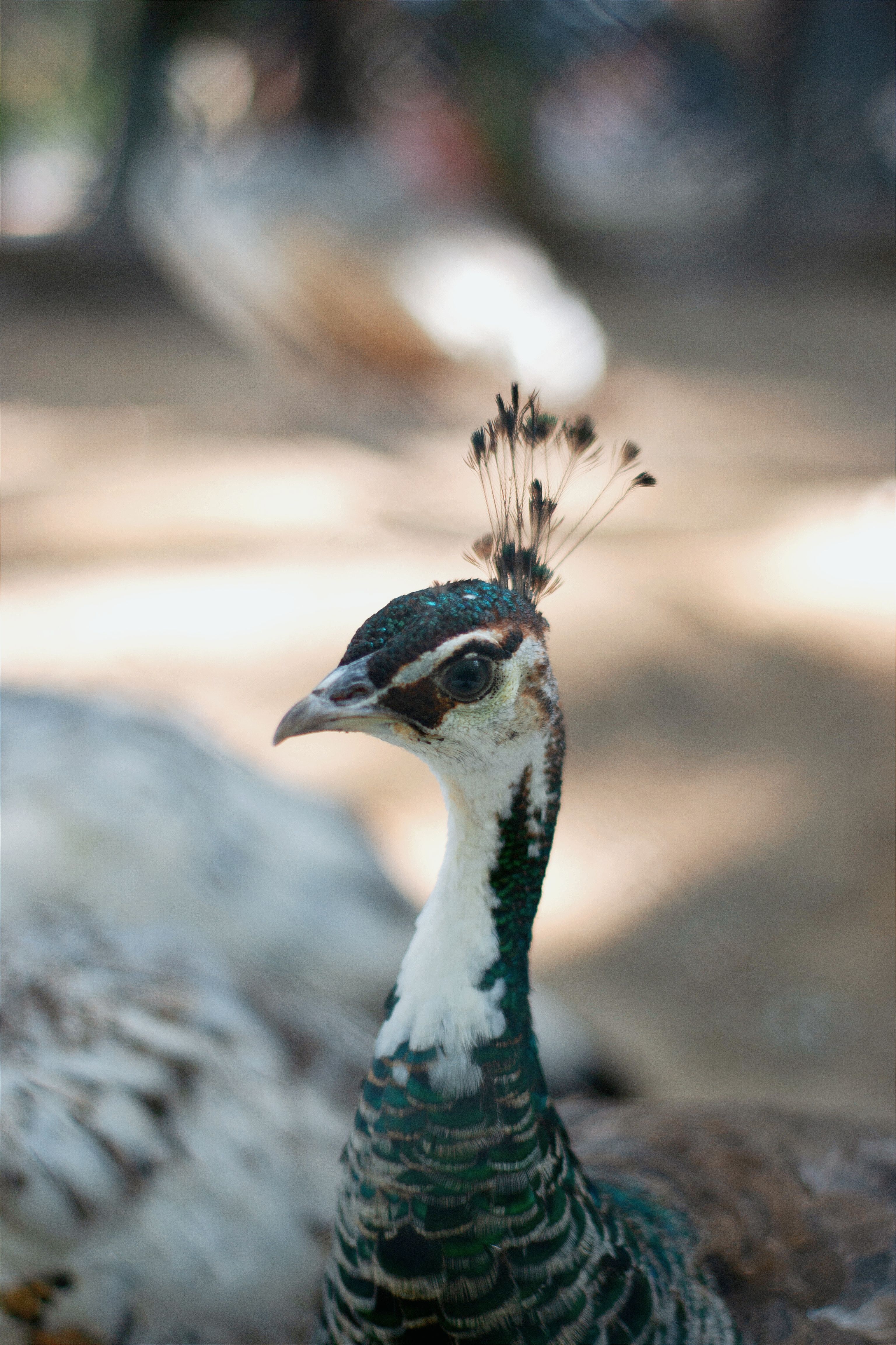 Peacock in Close Up · Free Stock Photo