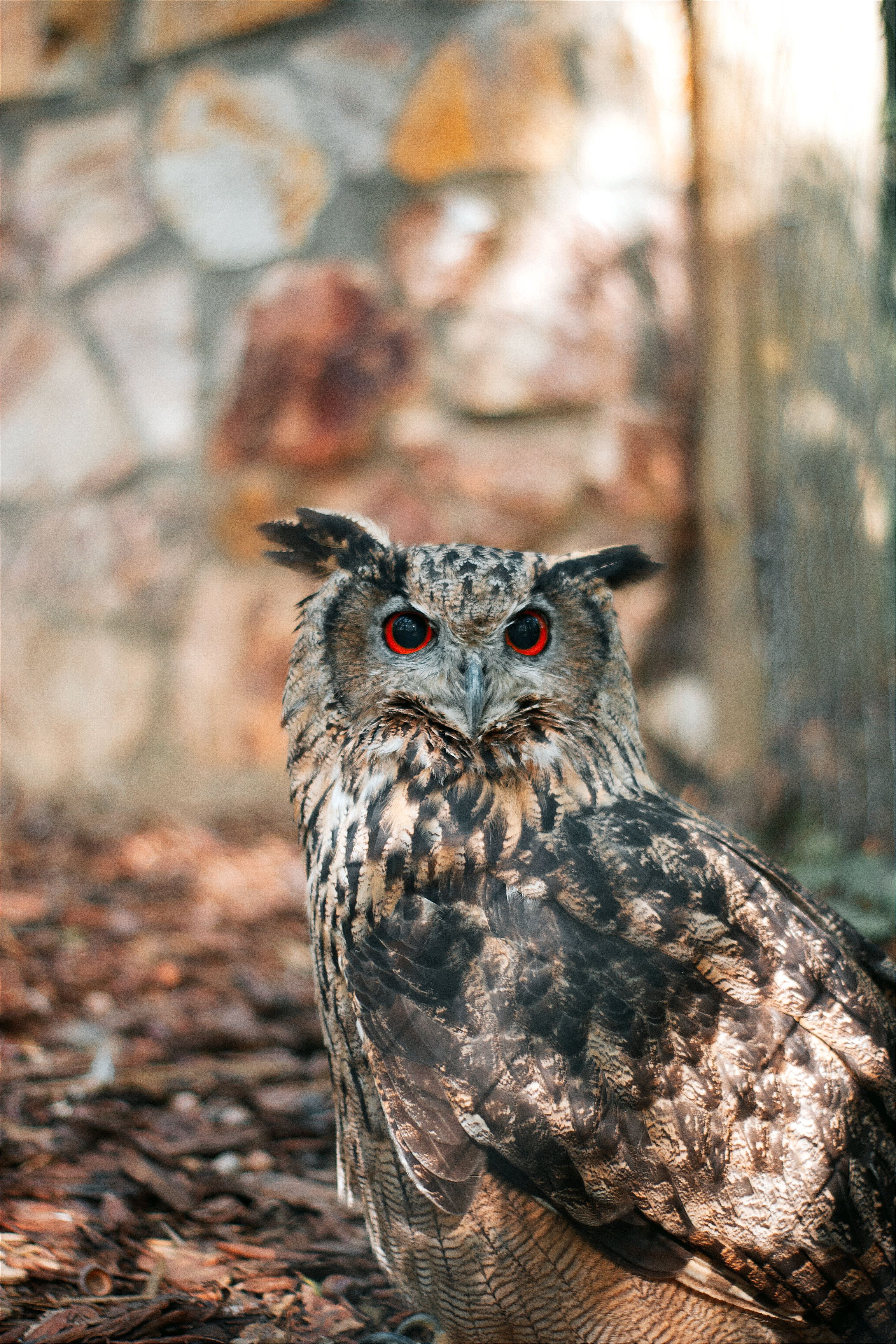 Camouflage Owl Photos, Download The BEST Free Camouflage Owl Stock