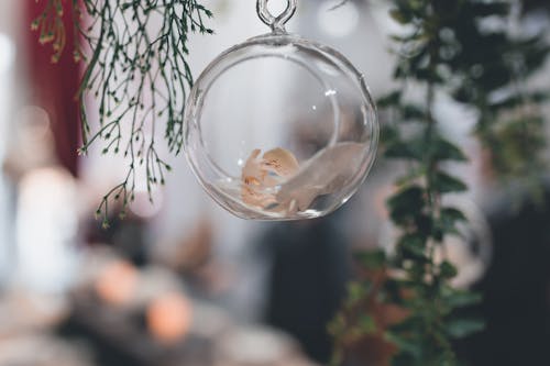 Clear Round Ball Hanging from Plant Branch