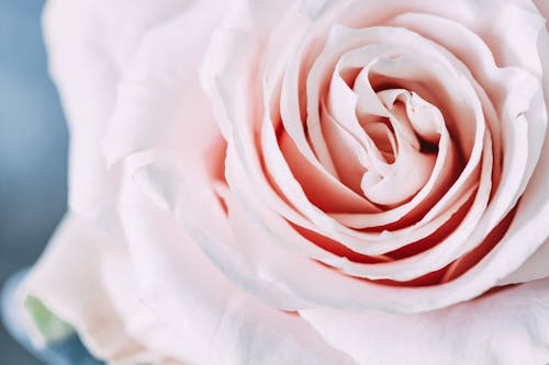 Free Pink Rose Flower Stock Photo