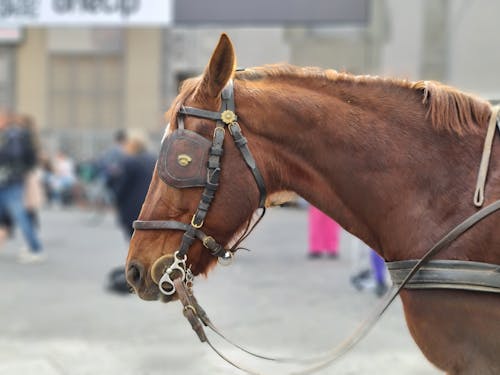 Foto profissional grátis de animal, castanho, cavalo