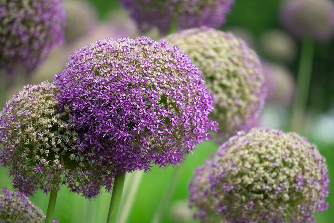 Kostnadsfri bild av blommor, blomning, fält